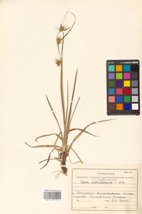 Carex michauxiana subsp. asiatica Hultén, Siberia, Russian Far East (S6) (Russia)