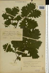 Quercus robur L., Eastern Europe, Belarus (E3a) (Belarus)