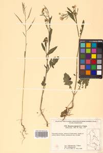 Brassica juncea (L.) Czern., Siberia, Russian Far East (S6) (Russia)