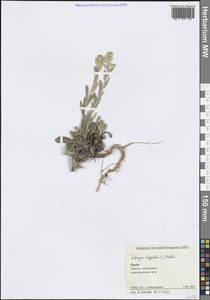 Fibigia clypeata (L.) Medik., Crimea (KRYM) (Russia)