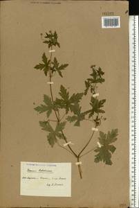 Geranium robertianum L., Eastern Europe, North Ukrainian region (E11) (Ukraine)