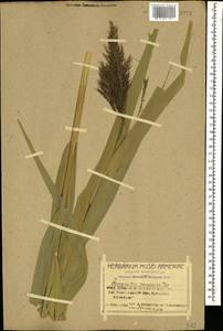Phragmites australis (Cav.) Trin. ex Steud., Caucasus, Armenia (K5) (Armenia)