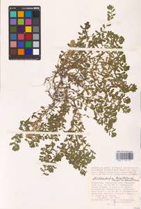 Lythrum borysthenicum (M. Bieb. ex Schrank) Litv., Middle Asia, Caspian Ustyurt & Northern Aralia (M8) (Kazakhstan)