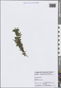 Dryas octopetala subsp. incisa Malyschev, Siberia, Central Siberia (S3) (Russia)