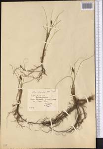 Carex physodes M.Bieb., Middle Asia, Karakum (M6) (Turkmenistan)