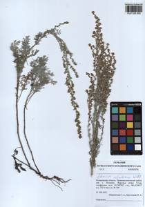 Artemisia schrenkiana Ledeb., Siberia, Altai & Sayany Mountains (S2) (Russia)