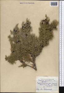 Juniperus excelsa subsp. polycarpos (K.Koch) Takht., Middle Asia, Pamir & Pamiro-Alai (M2) (Uzbekistan)