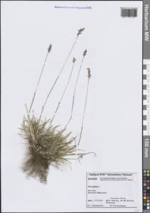 Poa alpina L., Siberia, Central Siberia (S3) (Russia)