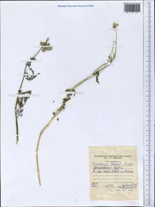 Eremodaucus lehmannii Bunge, Middle Asia, Western Tian Shan & Karatau (M3) (Tajikistan)