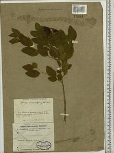 Spiraea chamaedryfolia L., Siberia, Western Siberia (S1) (Russia)