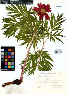 Paeonia anomala L., Siberia, Baikal & Transbaikal region (S4) (Russia)