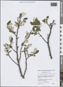 Salix krylovii E.L.Wolf, Siberia, Yakutia (S5) (Russia)