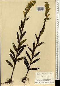 Pedicularis tristis L., Mongolia (MONG) (Mongolia)