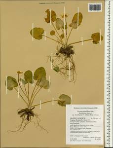 Ficaria grandiflora Robert, South Asia, South Asia (Asia outside ex-Soviet states and Mongolia) (ASIA) (Cyprus)