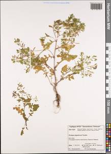 Rorippa islandica subsp. dogadovae (Tzvelev) Jonsell, Siberia, Central Siberia (S3) (Russia)