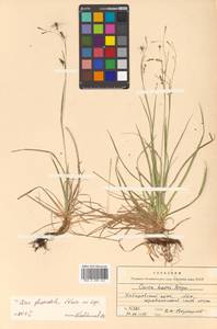 Carex karoi Freyn, Siberia, Russian Far East (S6) (Russia)