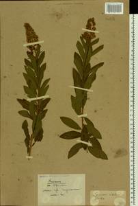 Spiraea salicifolia L., Eastern Europe, Belarus (E3a) (Belarus)
