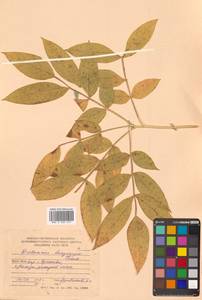 Dictamnus dasycarpus Turcz., Siberia, Russian Far East (S6) (Russia)