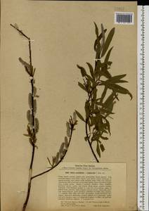 Salix acutifolia × viminalis, Eastern Europe, North-Western region (E2) (Russia)