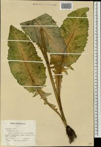 Crepis sibirica L., Eastern Europe, North-Western region (E2) (Russia)