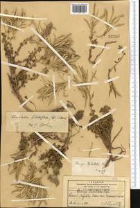 Solms-laubachia flabellata (Regel) J.P. Yue, Al-Shehbaz & H. Sun, Middle Asia, Pamir & Pamiro-Alai (M2)