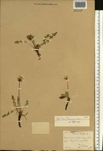 Taraxacum erythrospermum Andrz. ex Besser, Eastern Europe, Eastern region (E10) (Russia)