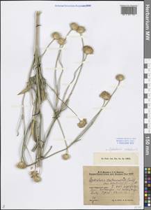 Cephalaria uralensis (Murray) Roem. & Schult., Middle Asia, Caspian Ustyurt & Northern Aralia (M8) (Kazakhstan)