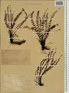 Asplenium trichomanes, Caucasus, Krasnodar Krai & Adygea (K1a) (Russia)