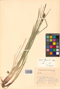 Carex gmelinii Hook. & Arn., Siberia, Russian Far East (S6) (Russia)