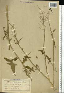Sisymbrium loeselii L., Eastern Europe, Central forest-and-steppe region (E6) (Russia)