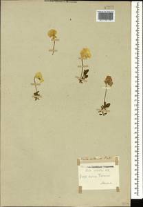 Viola oreades M. Bieb., Caucasus (no precise locality) (K0)