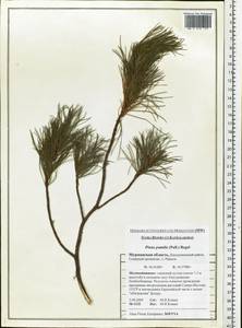 Pinus pumila (Pall.) Regel, Eastern Europe, Northern region (E1) (Russia)