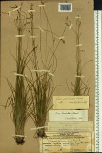 Carex nemurensis Franch., Siberia, Chukotka & Kamchatka (S7) (Russia)
