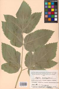 Angelica archangelica L., Eastern Europe, Moscow region (E4a) (Russia)