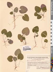 Viola variegata Fisch. ex Link, Siberia, Russian Far East (S6) (Russia)