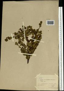 Betula nana L., Eastern Europe, Northern region (E1) (Russia)