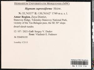 Hypnum cupressiforme Hedw., Bryophytes, Bryophytes - Russian Far East (excl. Chukotka & Kamchatka) (B20) (Russia)