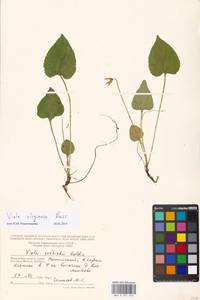 Viola uliginosa Besser, Eastern Europe, Moscow region (E4a) (Russia)