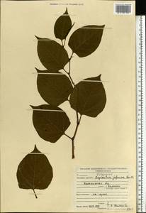 Reynoutria japonica Houtt., Eastern Europe, North-Western region (E2) (Russia)