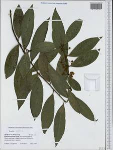 Laurus nobilis L., Caucasus, Black Sea Shore (from Novorossiysk to Adler) (K3) (Russia)