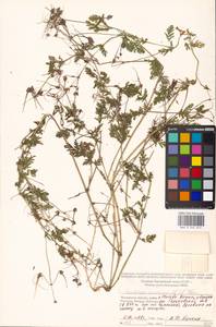 Erodium cicutarium, Eastern Europe, Moscow region (E4a) (Russia)
