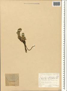 Euphorbia glareosa Pall. ex M.Bieb., Caucasus, Turkish Caucasus (NE Turkey) (K7) (Turkey)