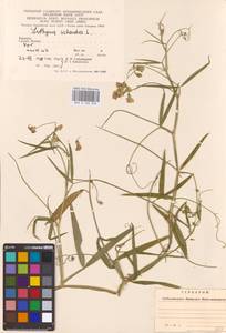 Lathyrus sylvestris L., Eastern Europe, West Ukrainian region (E13) (Ukraine)