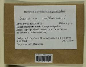 Ctenidium molluscum (Hedw.) Mitt., Bryophytes, Bryophytes - North Caucasus & Ciscaucasia (B12) (Russia)