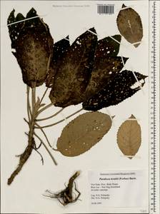 Paraboea treubii (H.O. Forbes) B.L. Burtt, South Asia, South Asia (Asia outside ex-Soviet states and Mongolia) (ASIA) (Vietnam)