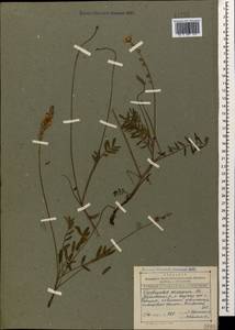 Onobrychis arenaria (Kit.) DC., Caucasus, Dagestan (K2) (Russia)