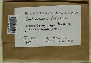 Cratoneuron filicinum (Hedw.) Spruce, Bryophytes, Bryophytes - North Caucasus & Ciscaucasia (B12) (Russia)