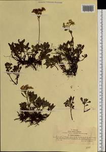 Phedimus hybridus (L.) 't Hart, Siberia, Western (Kazakhstan) Altai Mountains (S2a) (Kazakhstan)