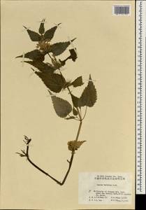 Lamium album subsp. barbatum (Siebold & Zucc.) Mennema, South Asia, South Asia (Asia outside ex-Soviet states and Mongolia) (ASIA) (China)