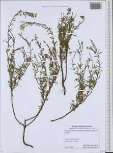 Chamaenerion colchicum (Albov) Steinb., Caucasus, North Ossetia, Ingushetia & Chechnya (K1c) (Russia)